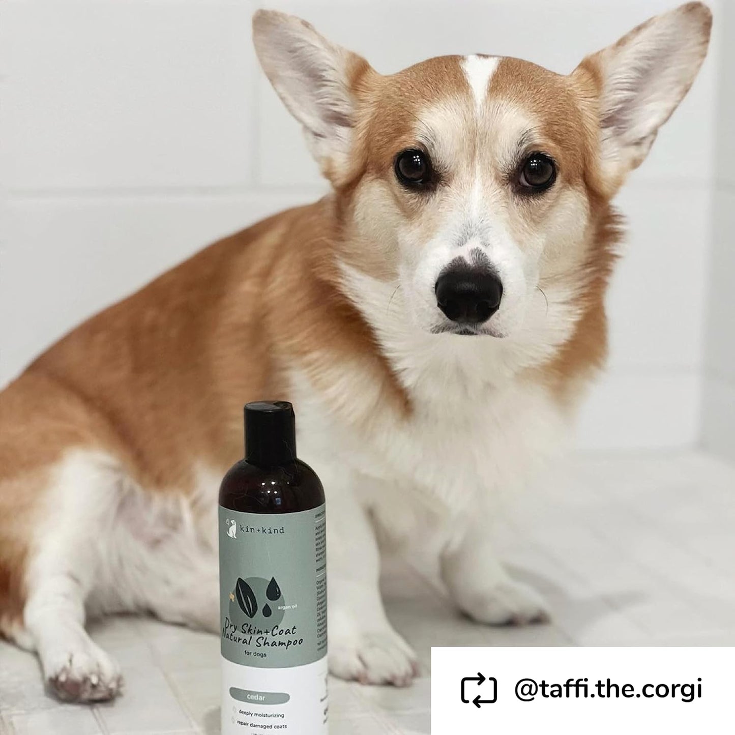 Dog Shampoo for Dry, Itchy Skin and Coat Relief - Safe, Natural Formula with Olive Oil, Coconut Oil, Cedarwood - Made in the USA - Dog Grooming, Puppy Supplies, and Dog Accessories(12 Fl Oz)